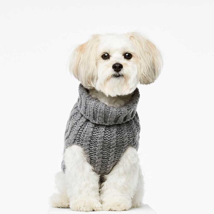 Pets，clothing，T-shirt，Raincoat，