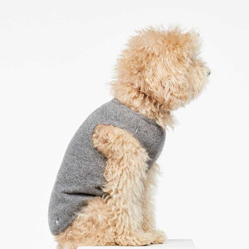 Pets，clothing，T-shirt，Raincoat，