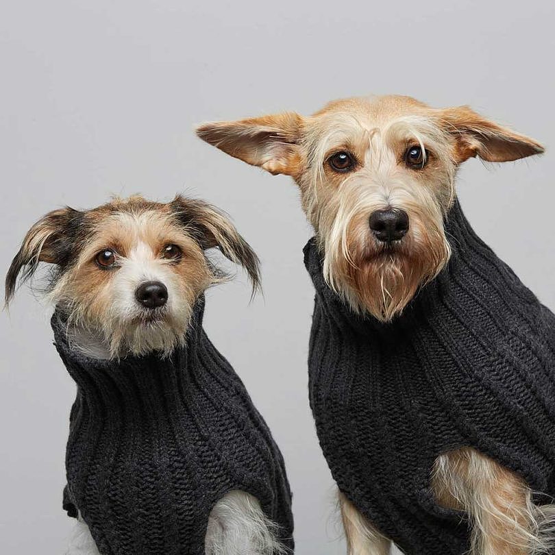 Pets，clothing，T-shirt，Raincoat，
