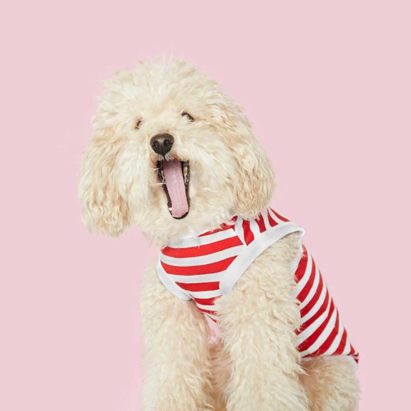 Pets，clothing，T-shirt，Raincoat，