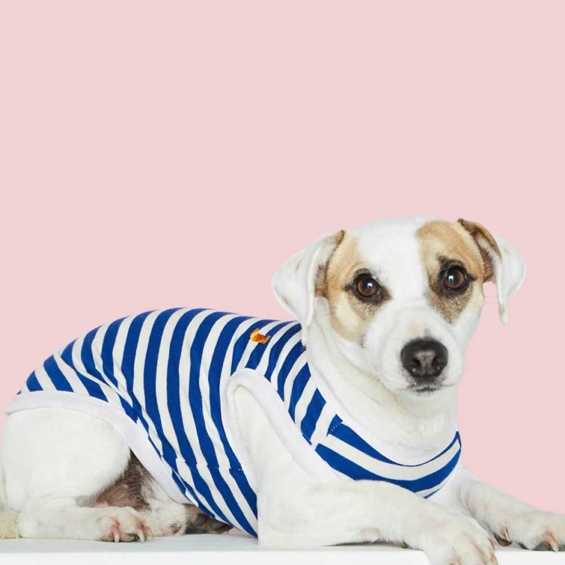 Pets，clothing，T-shirt，Raincoat，