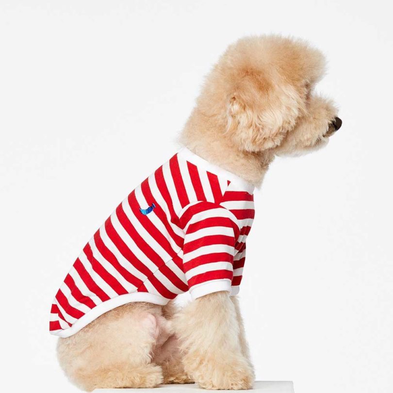 Pets，clothing，T-shirt，Raincoat，