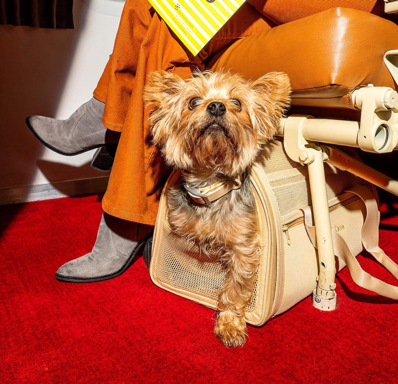 Pets，Travel，package，