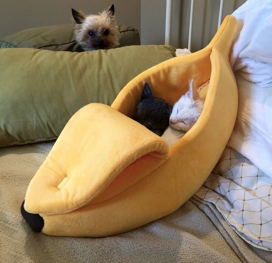 Pet Supplies & Pet，product design，industrial design，originality，