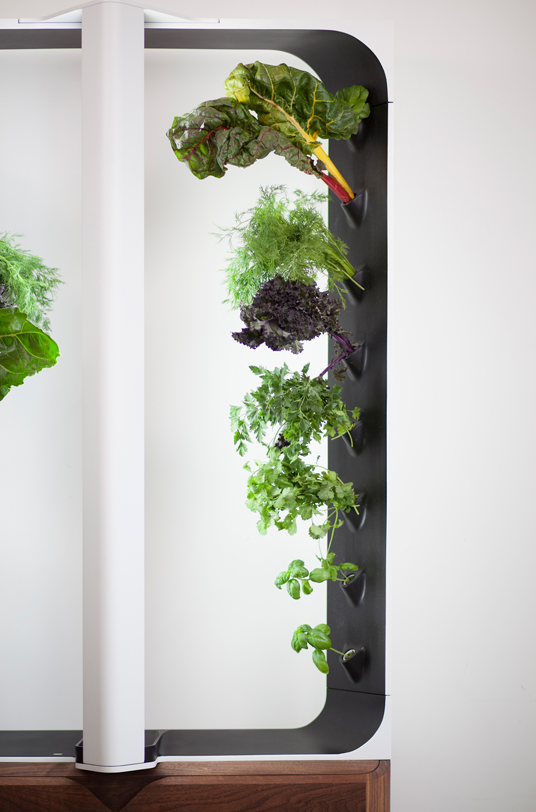 Hydroponic culture，indoor，modern，Botany，wood，