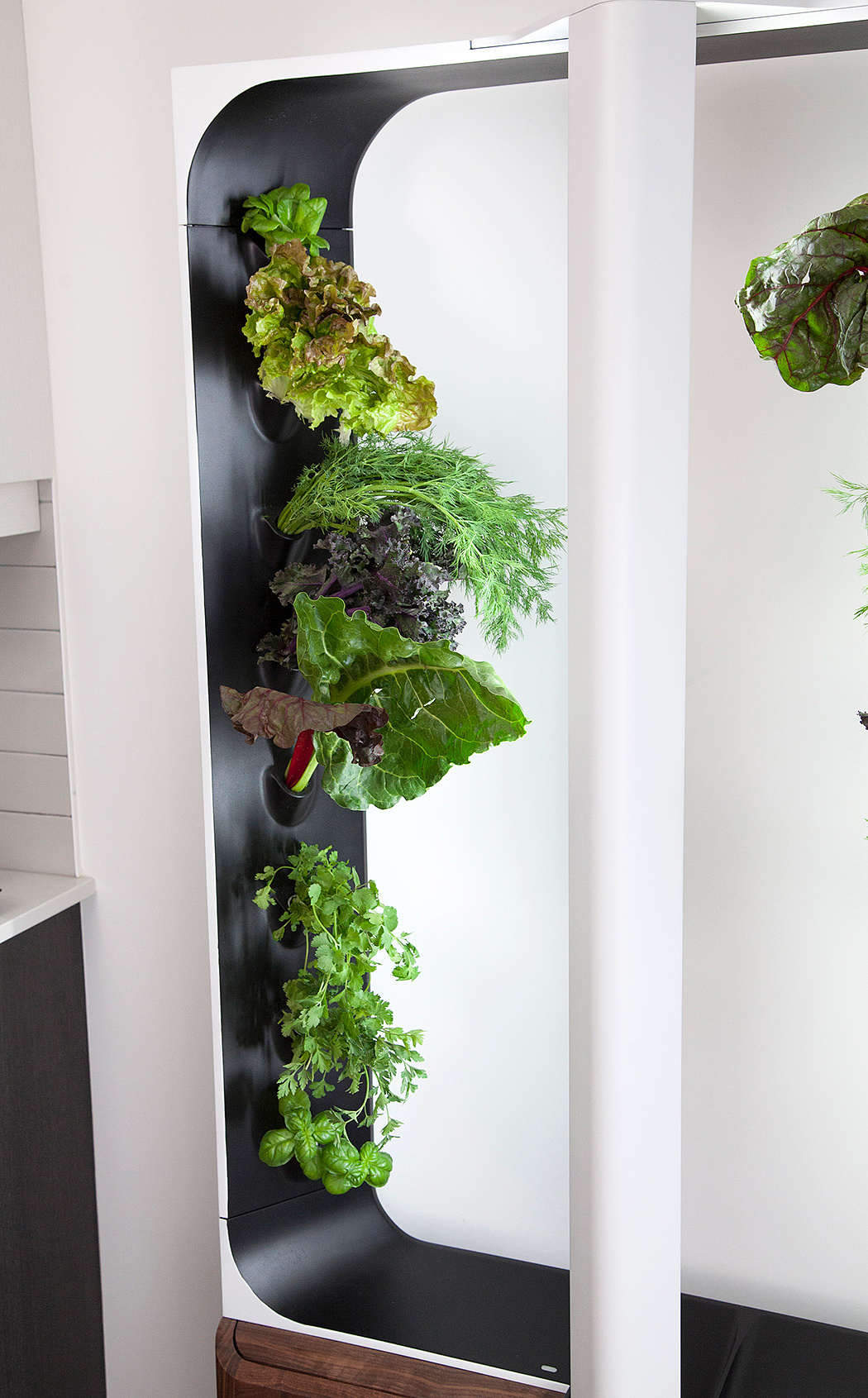 Hydroponic culture，indoor，modern，Botany，wood，