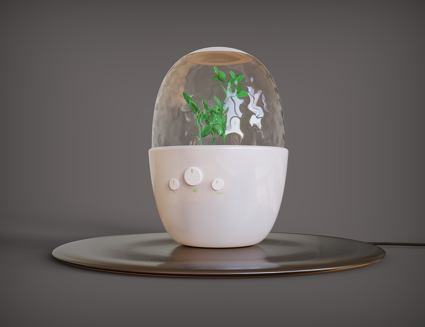 Home Furnishing，Space，Botany，