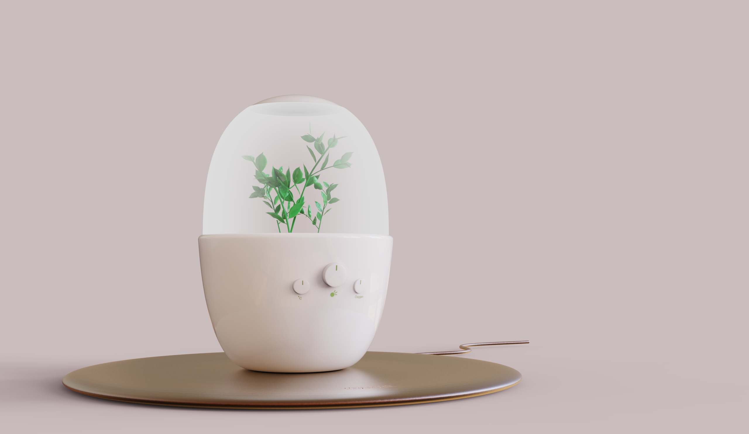 Home Furnishing，Space，Botany，