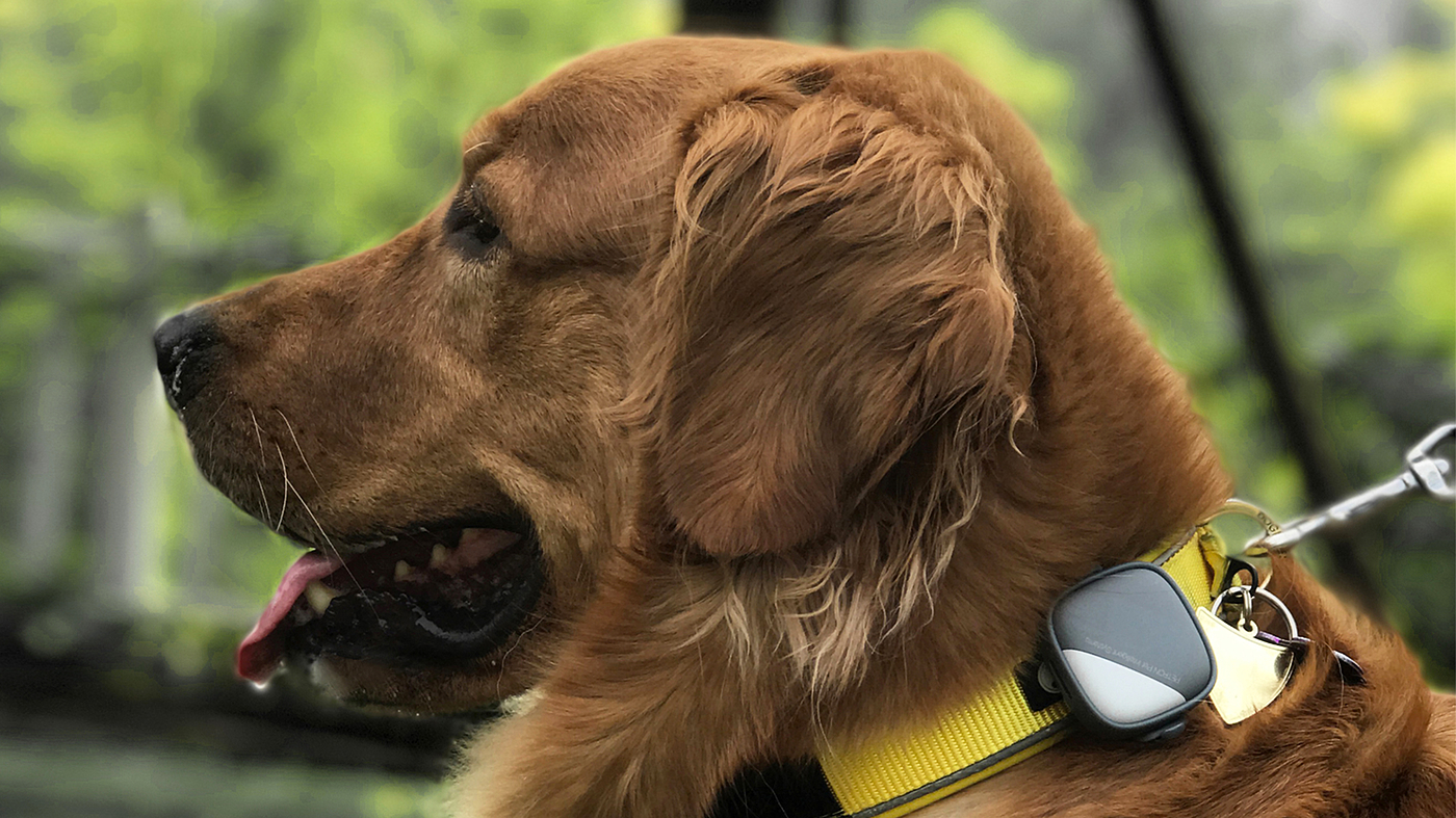 Pets，Wearable ，intelligence，Internet of things，
