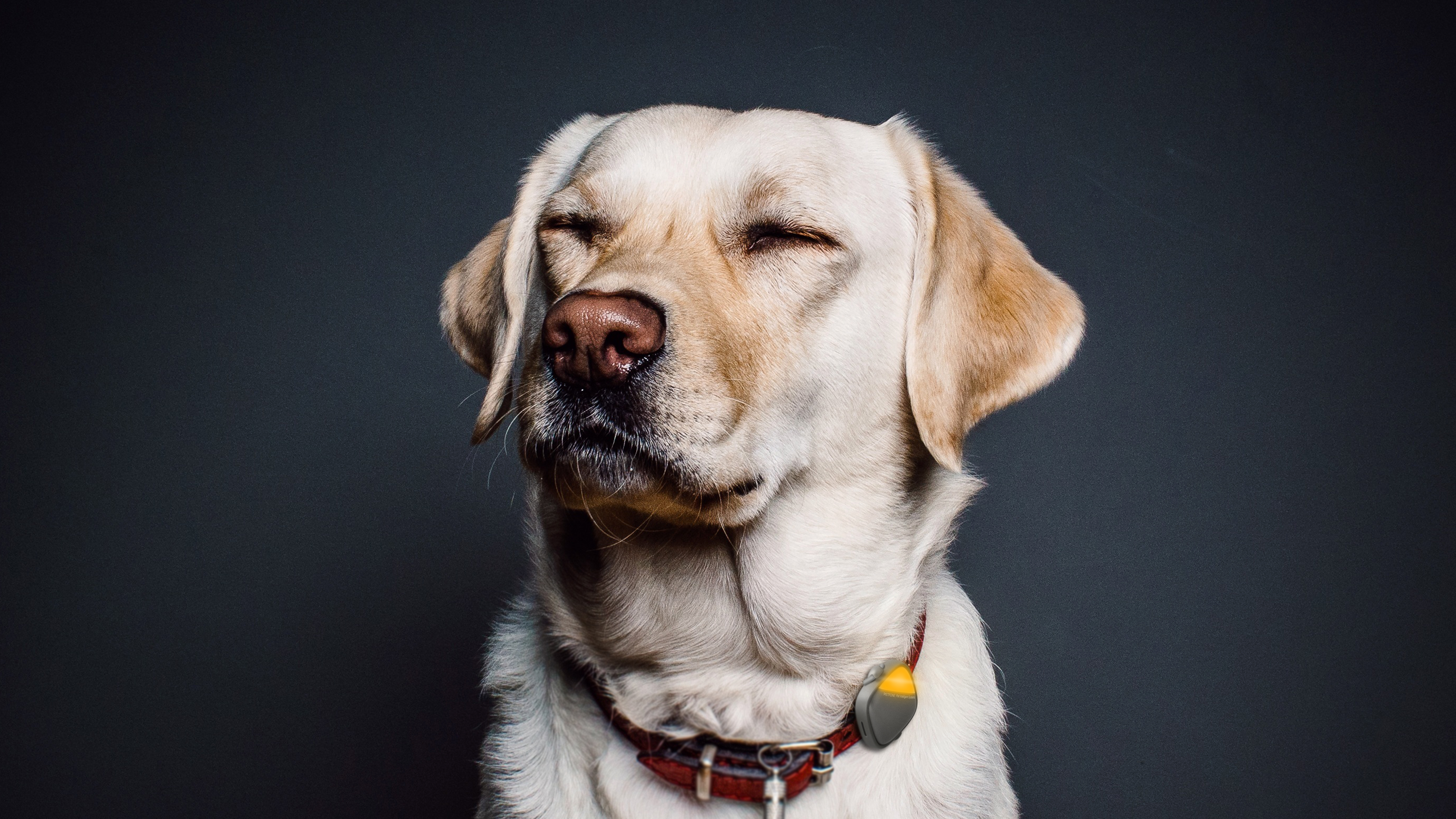 Pets，Wearable ，intelligence，Internet of things，