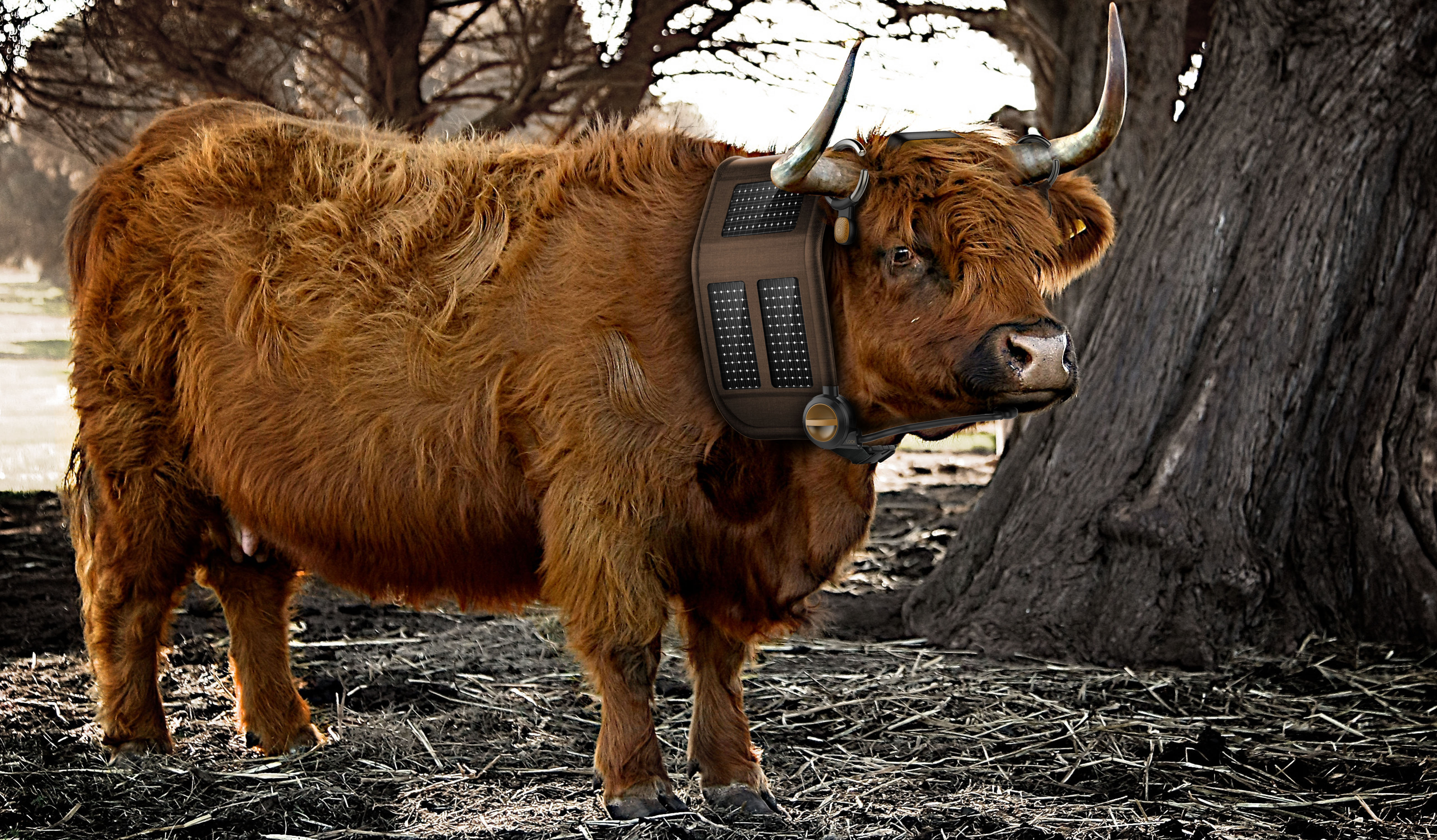 ecology，species，intelligence，IOT，