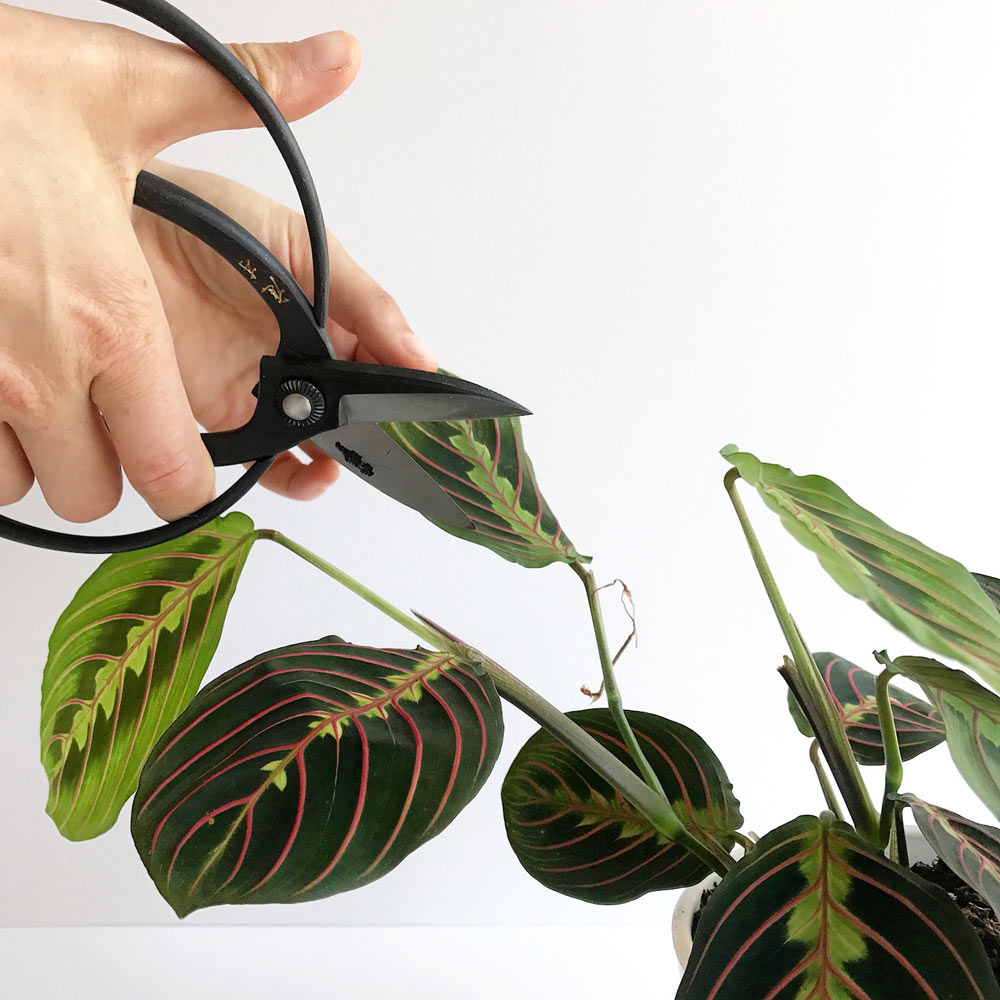 decorate，environment protection，gardening，