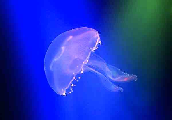 Sea mother，a chandelier，Open text to see design，