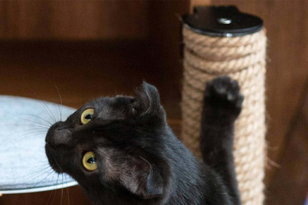 Kitty，product design，Cat climbing frame，indoor，