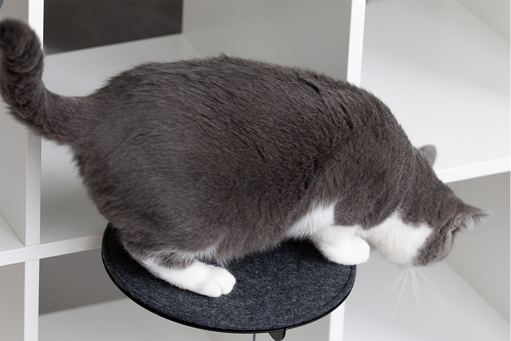 Kitty，product design，Cat climbing frame，indoor，