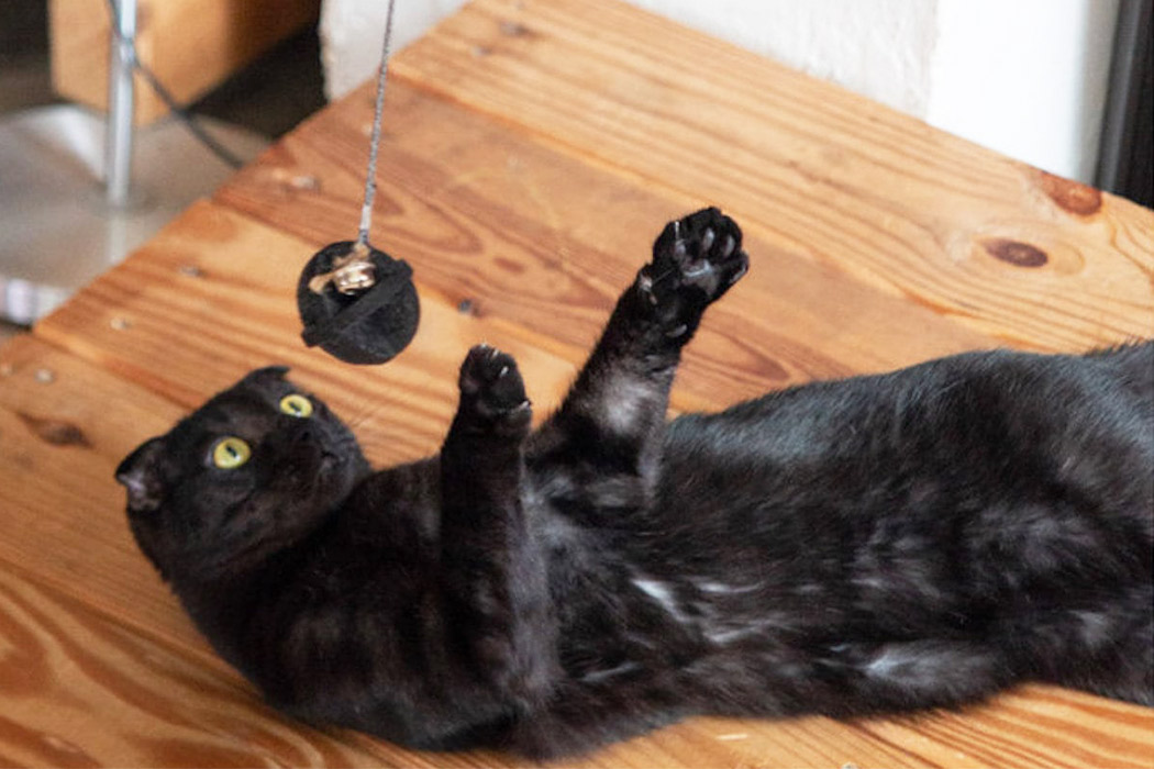 Kitty，product design，Cat climbing frame，indoor，