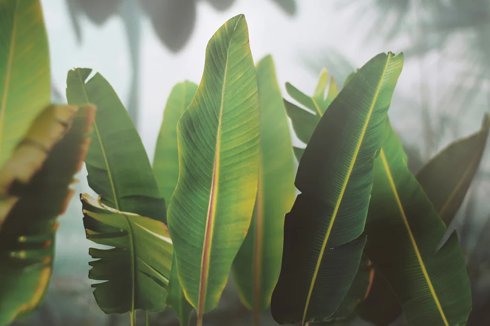 pen，product design，green leaf，bookmark，