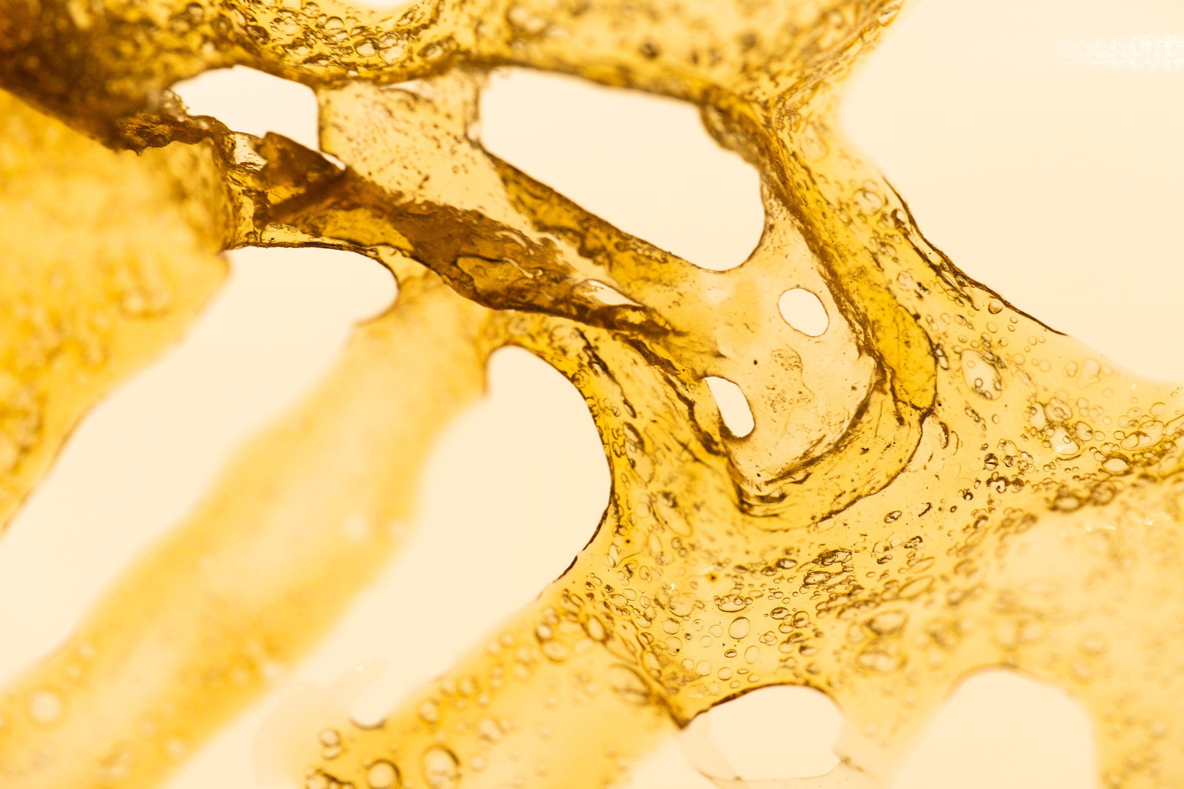 Plastic，Lobster Shell，Recyclable，disposable，