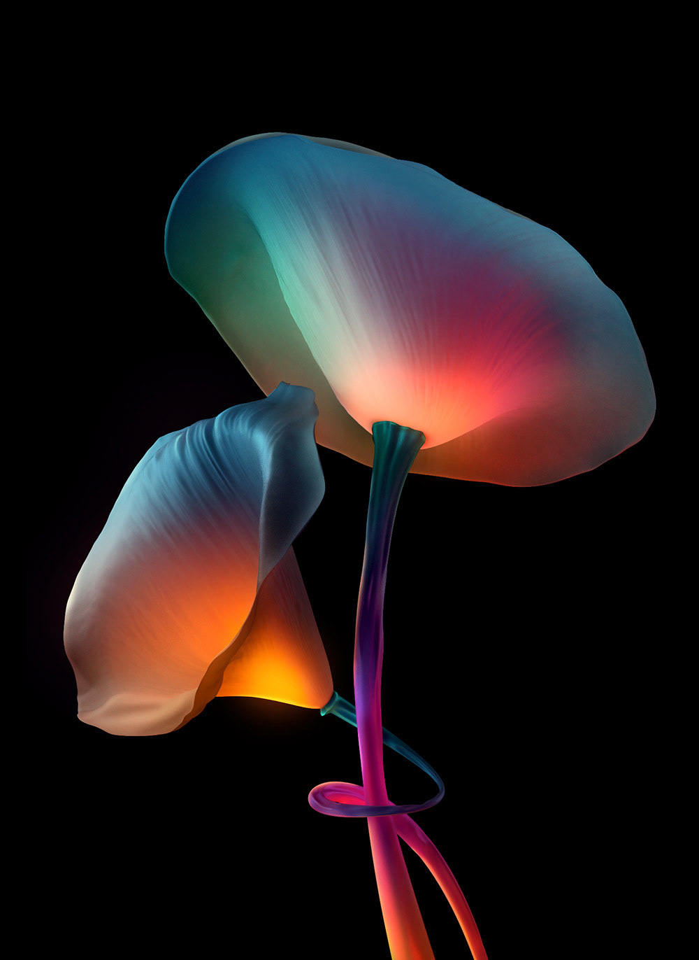 flower，change，color，Pandora，Design，Night view，