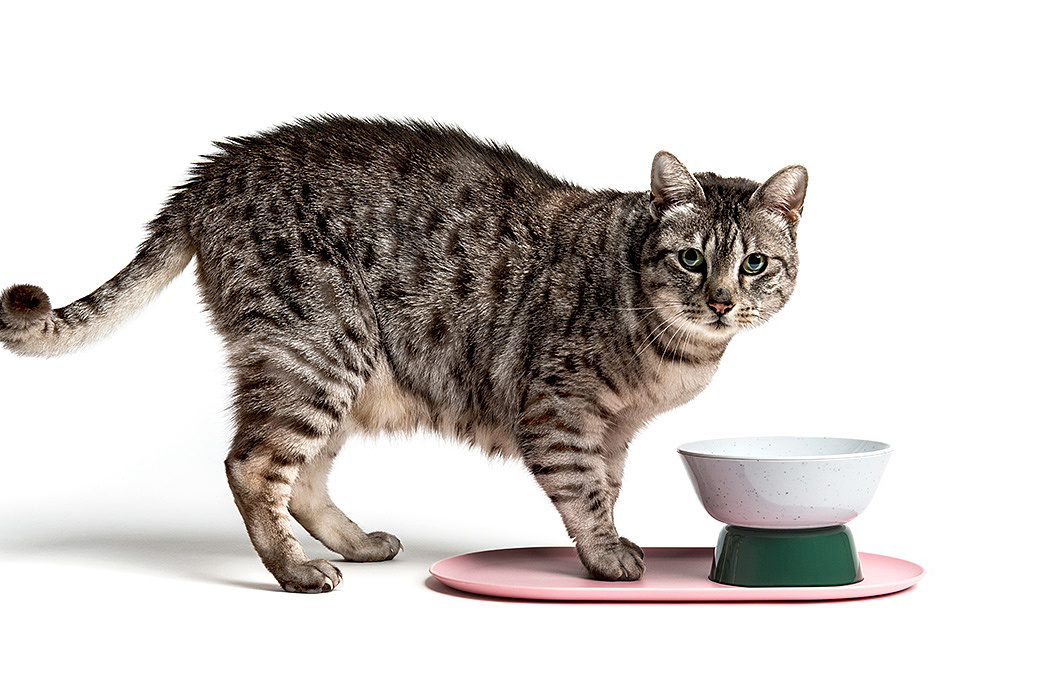 Cat lovers，Pet furniture，Pets，Kitty，cat，Home furniture，