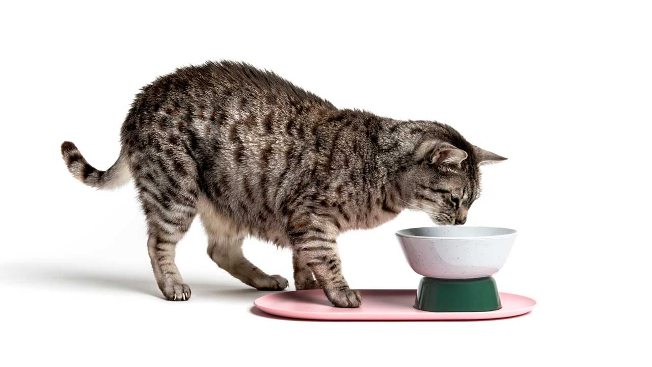 cat，Cat nest，Cat Basin，Cat tableware，industrial design，product design，