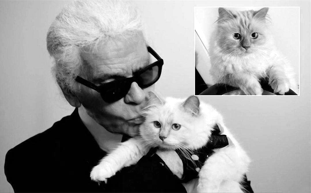 cat，Cat scratch board，Cat nest，Pet nest，Cat products，Home Furnishing，furniture，Pets，