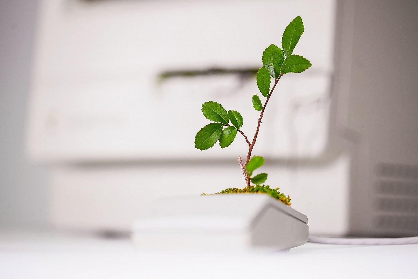 Home Furnishing，Botany，decorate，product design，industrial design，