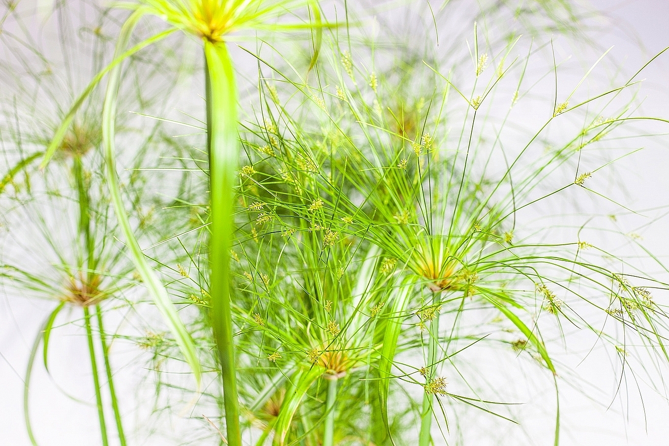 家居，植物，装饰，产品设计，工业设计，