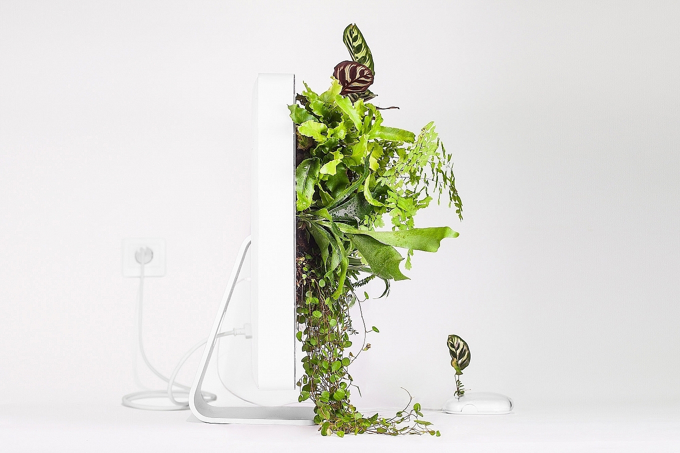 Home Furnishing，Botany，decorate，product design，industrial design，