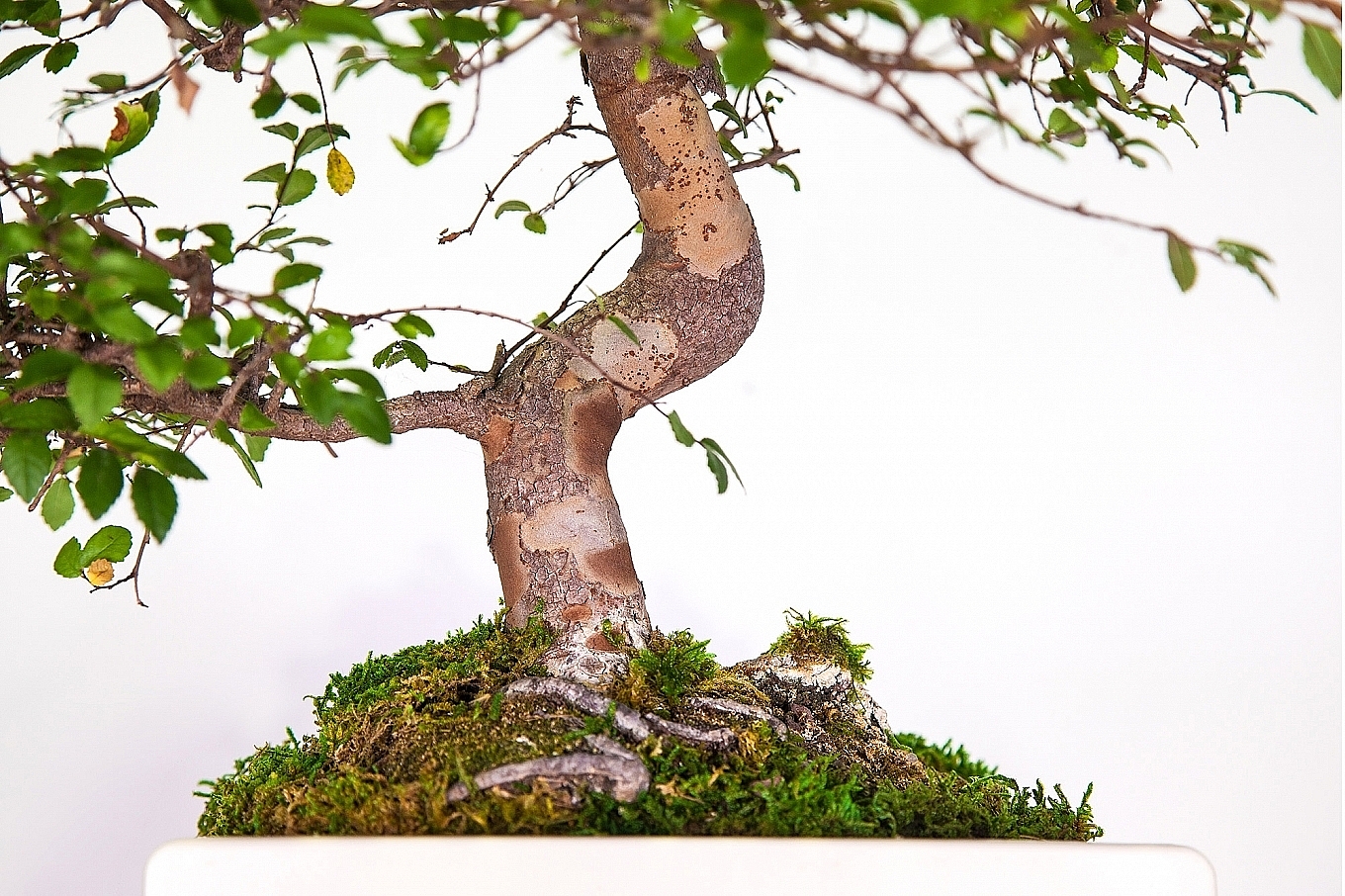 Home Furnishing，Botany，decorate，product design，industrial design，