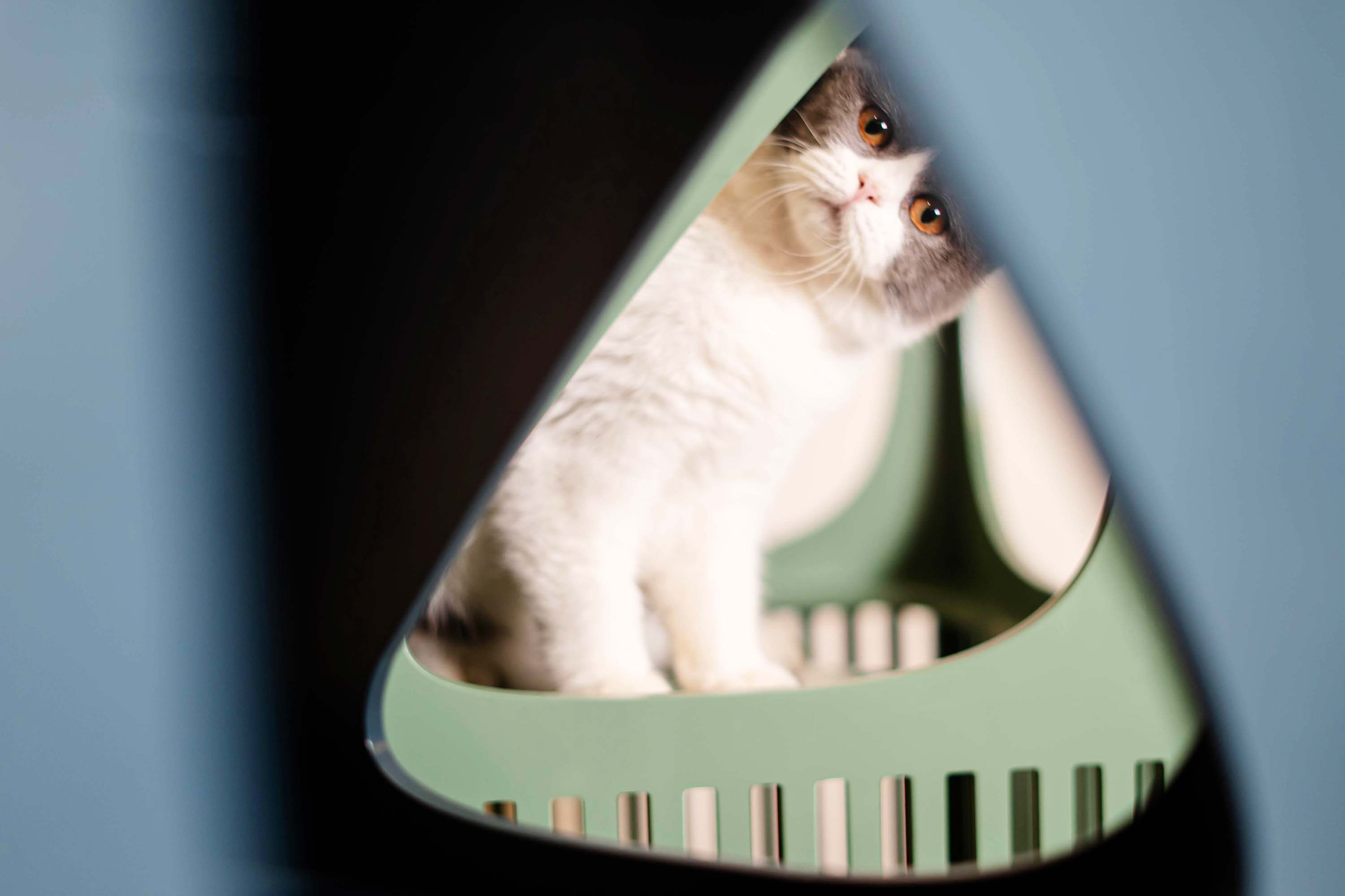 Pet Supplies & Pet，Design aesthetics，Cat products，Cat climbing frame，Meow star man，if，red dot，Fan Shizhong，