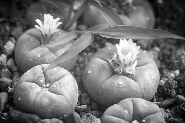 lighting，lamps and lanterns，melon，