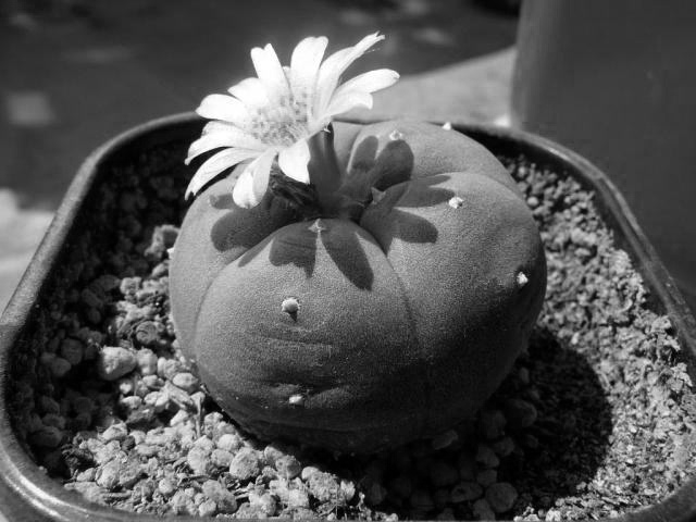 lighting，lamps and lanterns，melon，