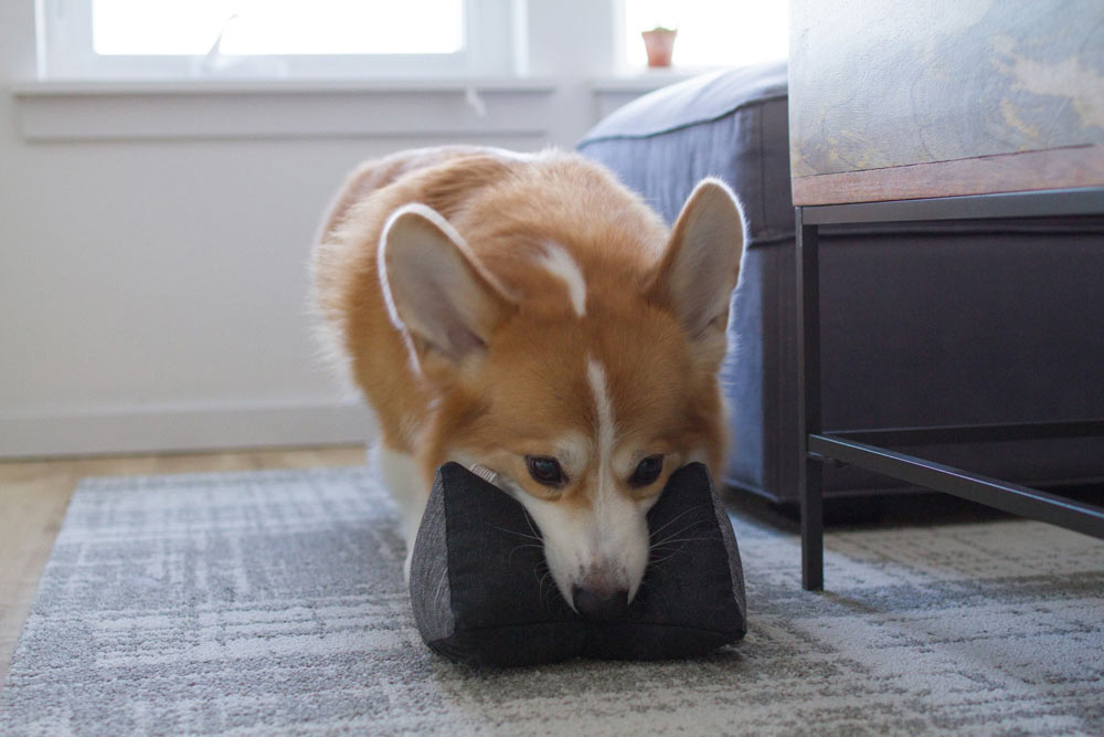 Tools and equipment，Pets，Toys，quarantine，of one's own unit，pleasure，play，