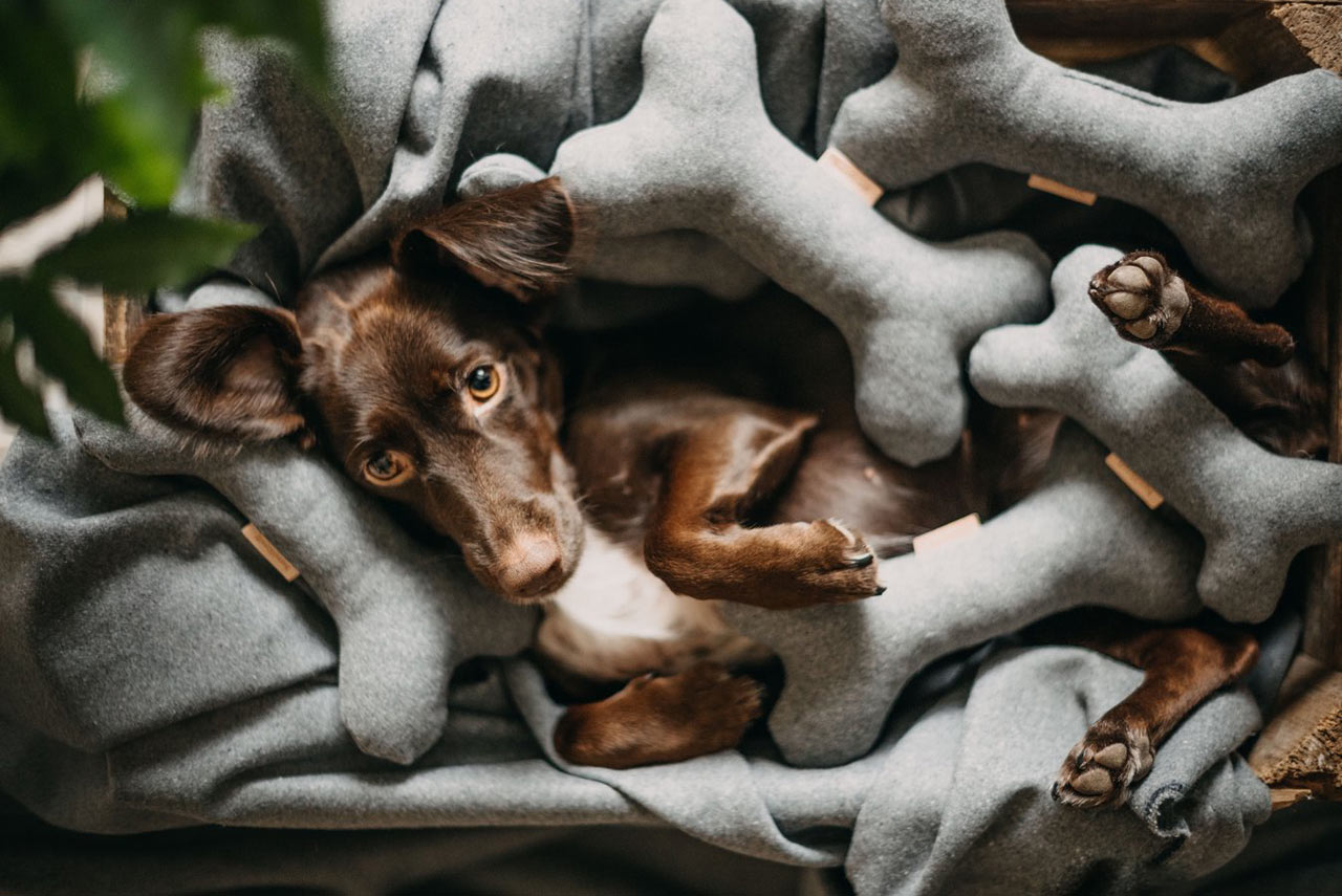 Tools and equipment，Pets，Toys，quarantine，of one's own unit，pleasure，play，