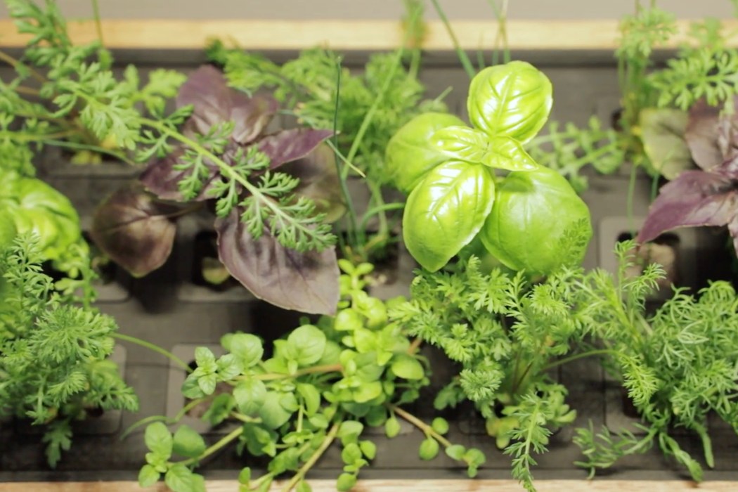 home gardening，modularization，Herb Garden，intelligence，application program，