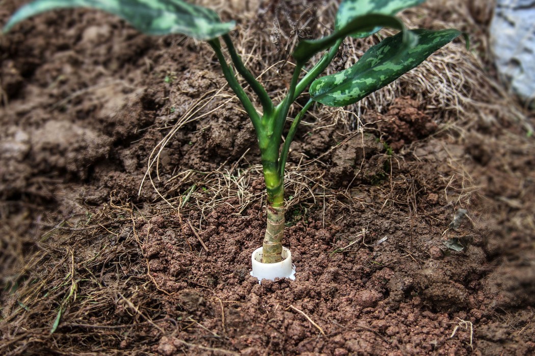 Digital intelligence，3d，3D printing，Botany，Protector，environment protection，