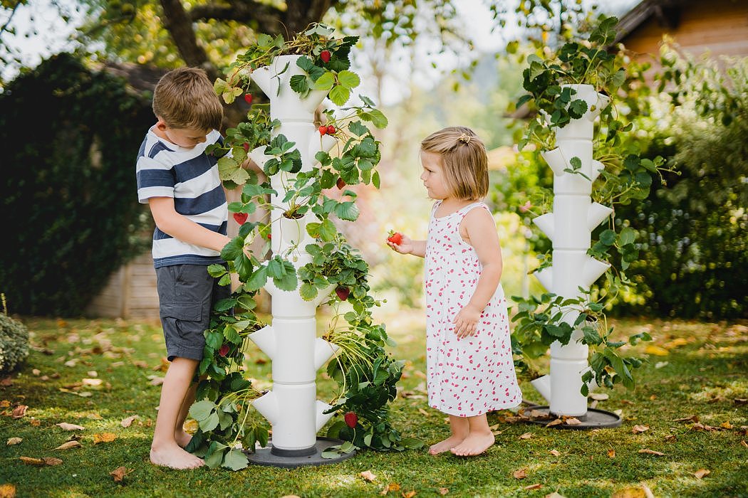 strawberry，plant，home，Planting system，