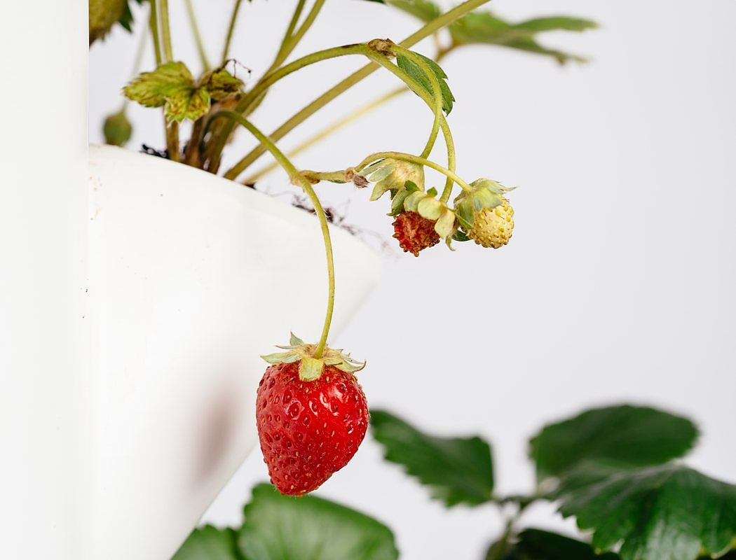草莓，种植，家，种植系统，