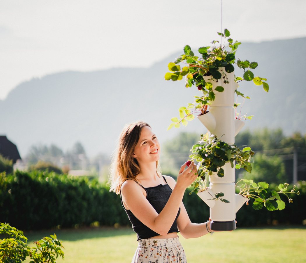 strawberry，plant，home，Planting system，