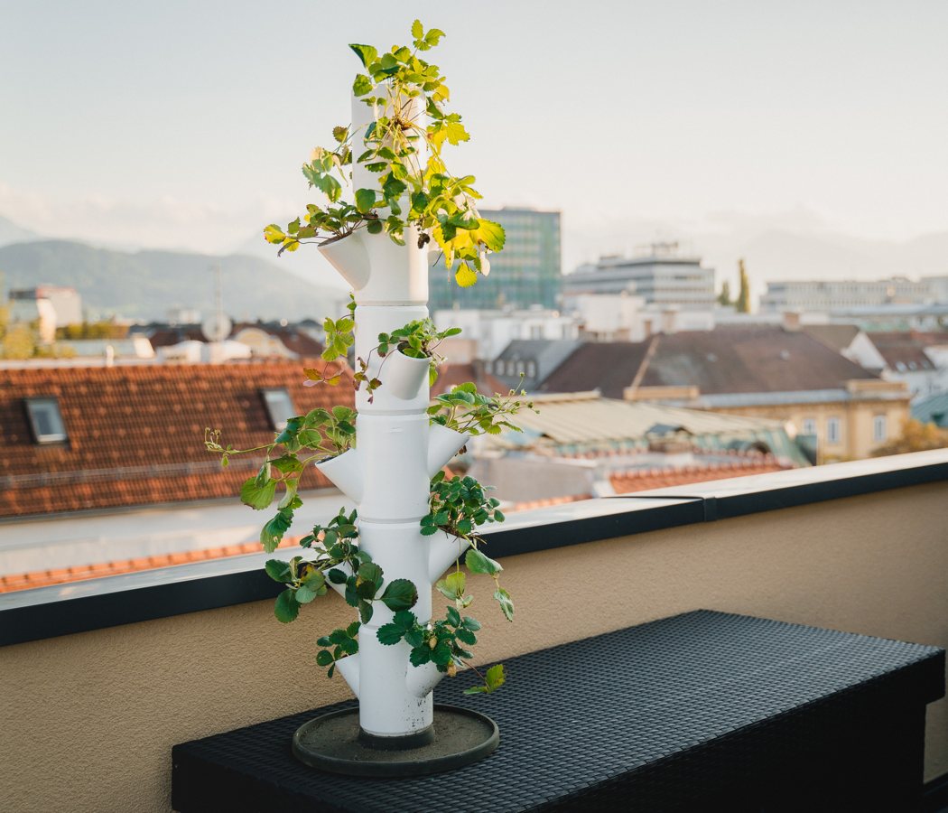 strawberry，plant，home，Planting system，