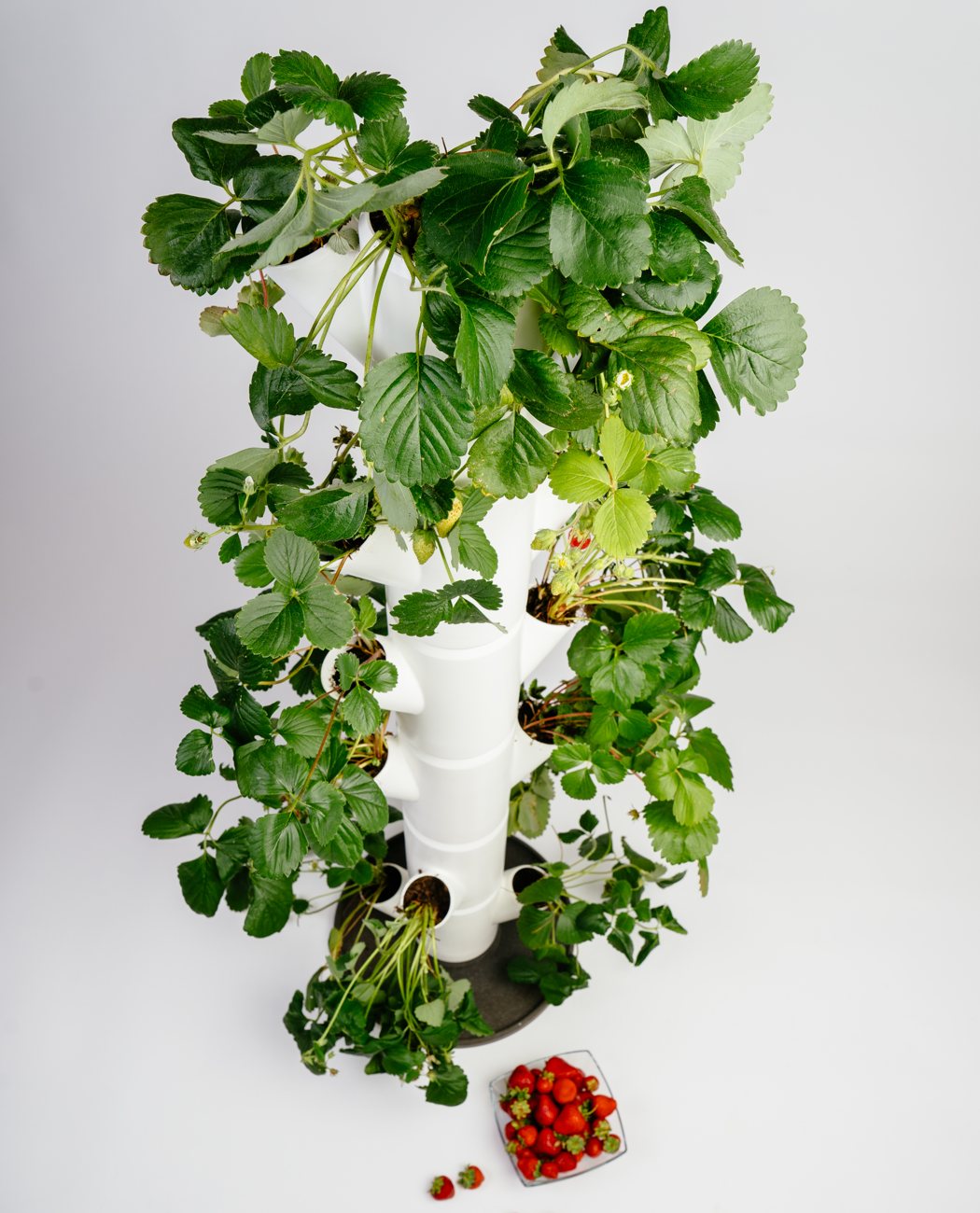 strawberry，plant，home，Planting system，