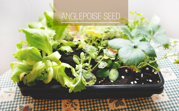 gardening，Cultivation，breed，intelligence，