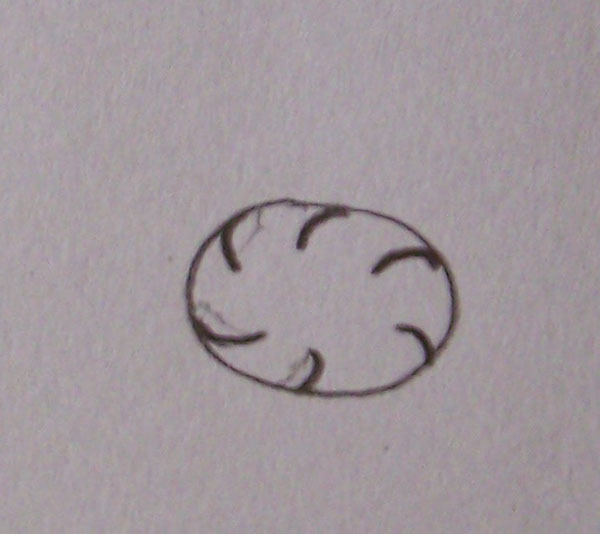 Design，simple and convenient，Peel corn，family，kitchen，