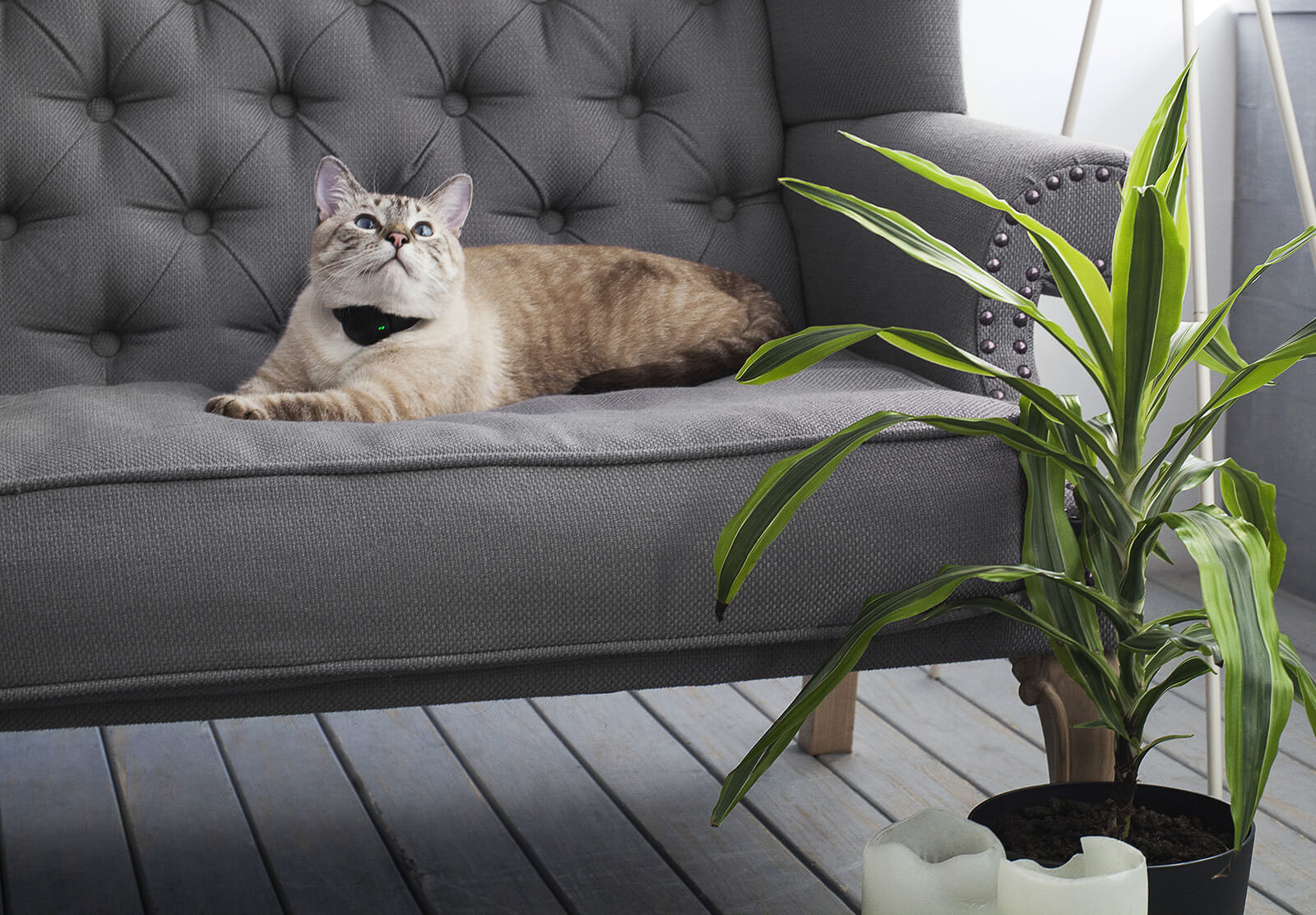 science and technology，interactive，experience，industrial design，product design，Pets，