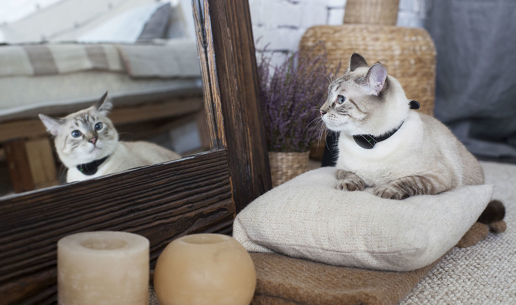 science and technology，interactive，experience，industrial design，product design，Pets，