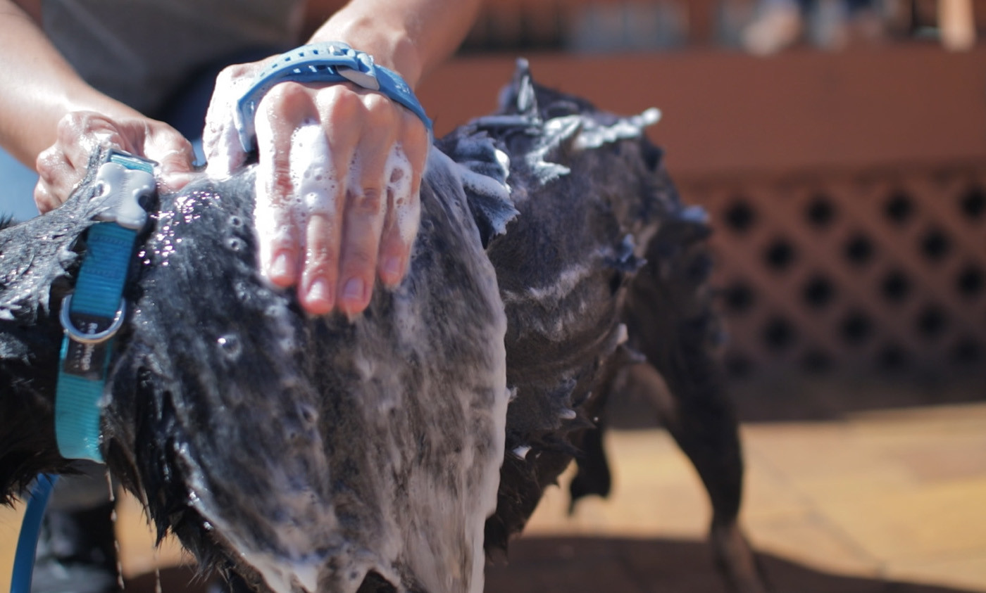 product design，industrial design，Pets，articles for daily use，convenient，