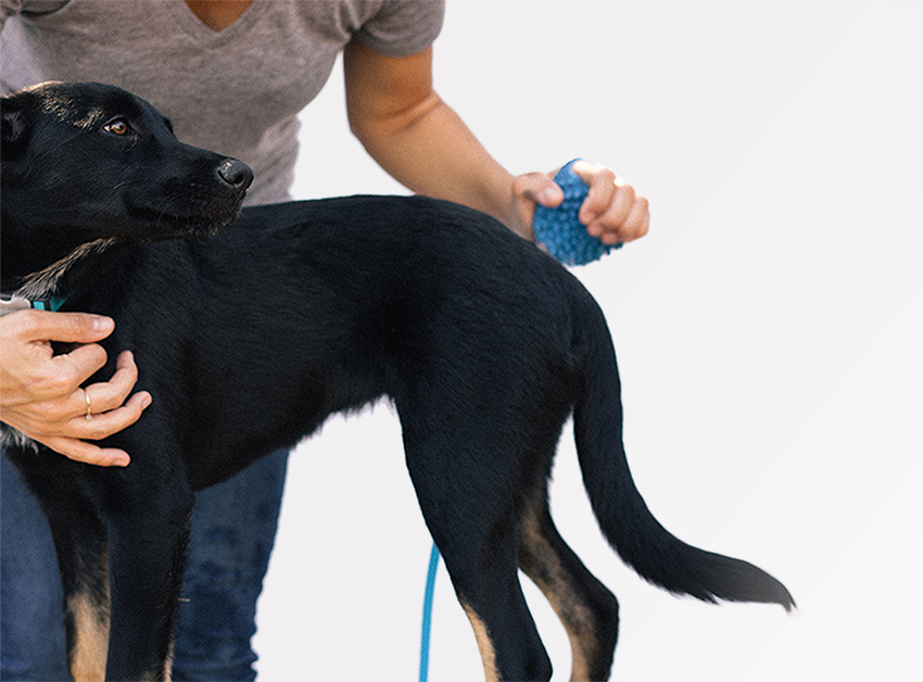 product design，industrial design，Pets，articles for daily use，convenient，