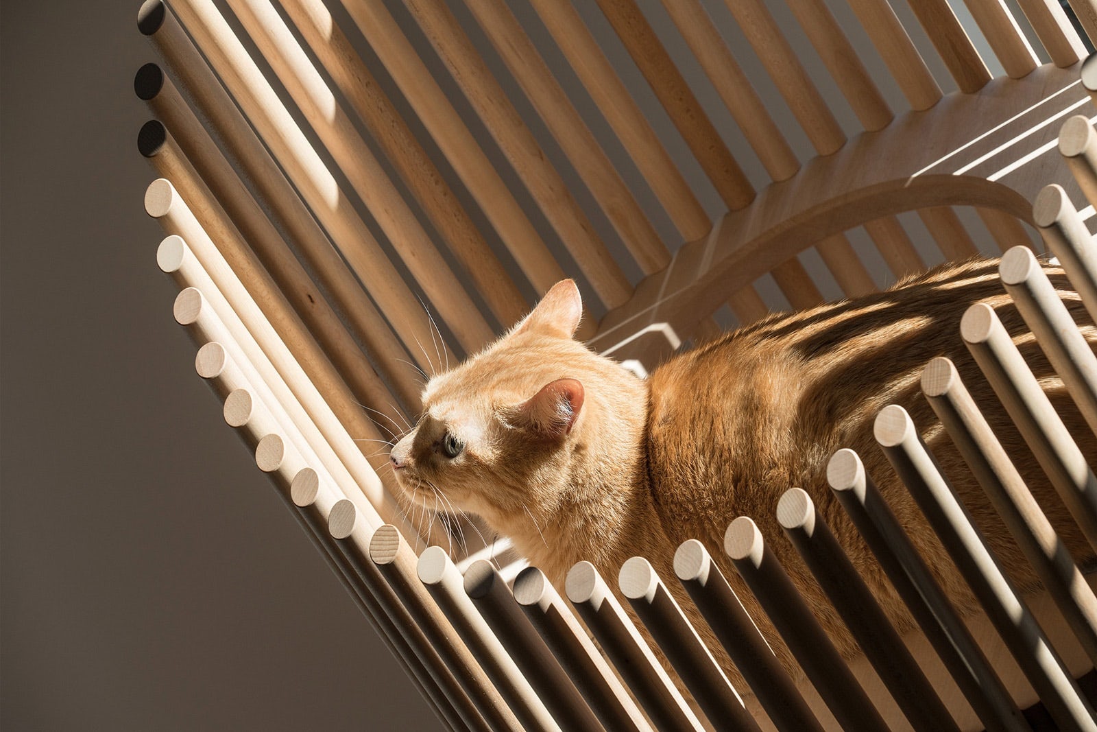 cat，Pets，furniture，Minimalism，