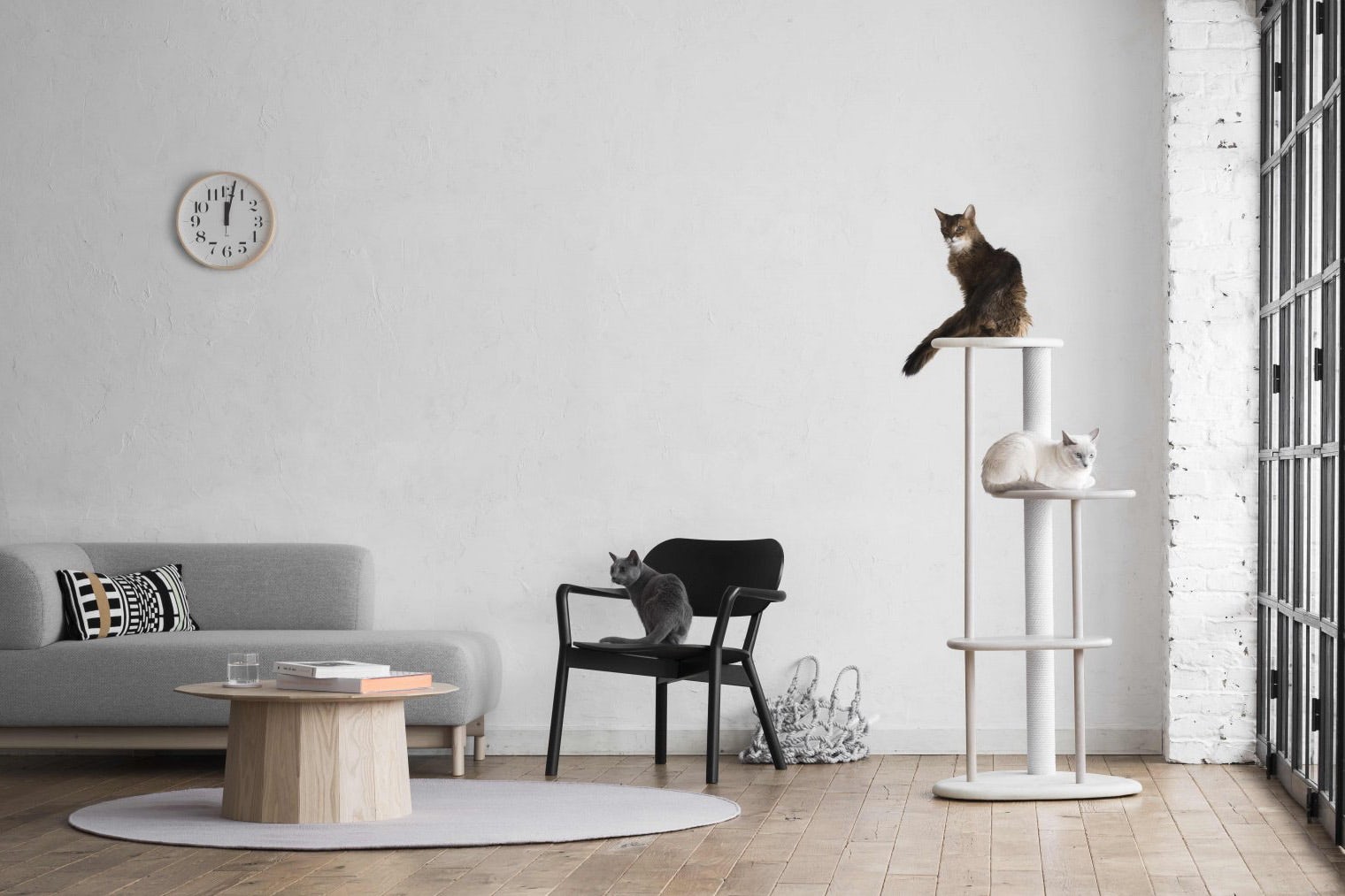 cat，Pets，furniture，Minimalism，